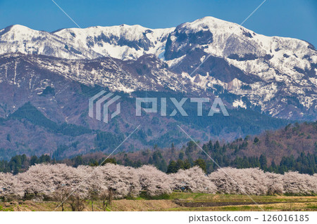 Katsuyama Benten Cherry Blossoms and the Kuzuryu Riverside in Spring 126016185