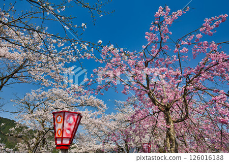 Katsuyama Benten Cherry Blossoms and the Kuzuryu Riverside in Spring Katsuyama Benten Cherry Blossoms and the Kuzuryu Riverside in Spring 126016188