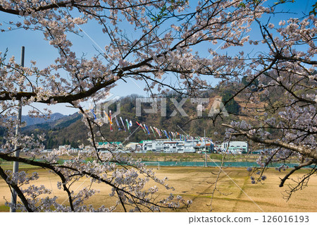 勝山弁天櫻花與春天的九頭龍川畔 126016193