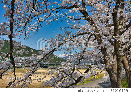 Katsuyama Benten Cherry Blossoms and the Kuzuryu Riverside in Spring 126016199