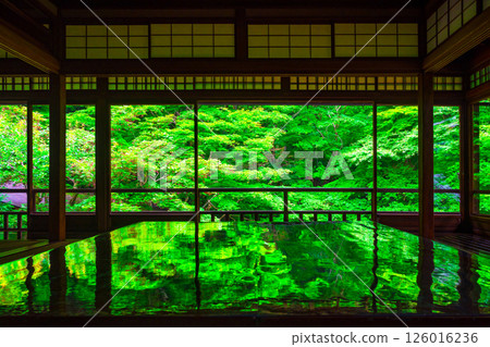Fresh greenery and reflections at Ruriko-in Temple 126016236