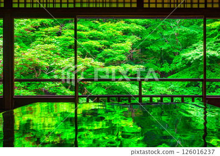 Fresh greenery and reflections at Ruriko-in Temple 126016237