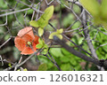 明亮的橙色虞美人花 126016321