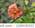 明亮的橙色虞美人花 126016322