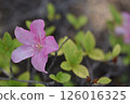 紅色管狀花Salvia coccinea 126016325