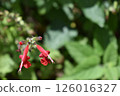 紅色管狀花Salvia coccinea 126016327