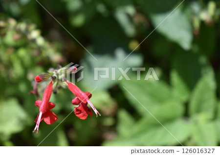 紅色管狀花Salvia coccinea 紅色管狀花Salvia coccinea 126016327