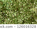 小白花繁縷 126016328