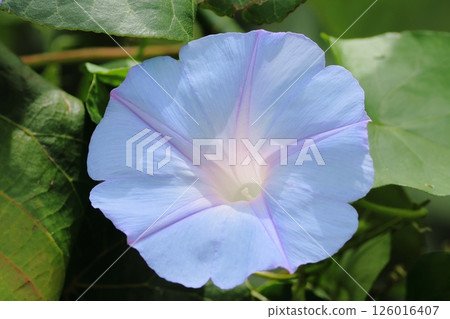White flower White flower 126016407