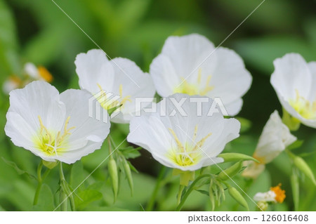 White flower White flower 126016408