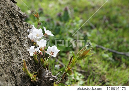 Tottori Four Seasons Walk Spring Sakura Tottori Four Seasons Walk Spring Sakura 126016473