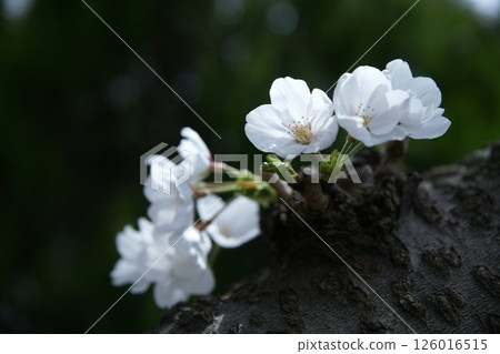 鳥取四季節步行春天櫻花 126016515