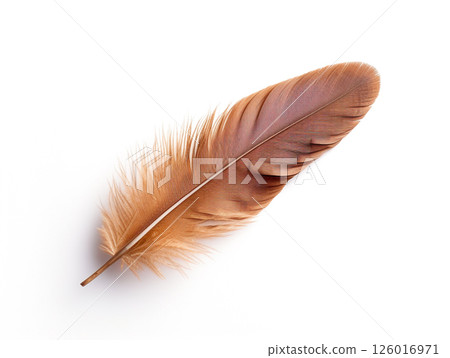 Beautiful bird feather isolated on white background. Minimalist style. Beautiful bird feather isolated on white background. Minimalist style. 126016971
