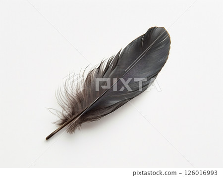 Beautiful bird feather isolated on white background. Minimalist style.  126016993