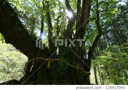Tottori Seasonal Walks Spring Katsura Tree 126017043