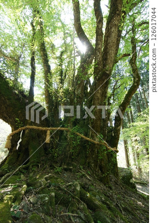 Tottori Seasonal Walks Spring Katsura Tree 126017044