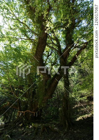Tottori Seasonal Walks Spring Katsura Tree 126017067
