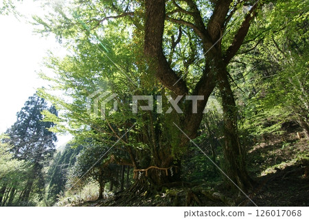 Tottori Seasonal Walks Spring Katsura Tree 126017068