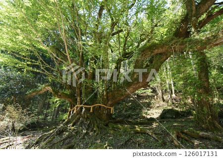 Tottori Seasonal Walks Spring Katsura Tree Tottori Seasonal Walks Spring Katsura Tree 126017131