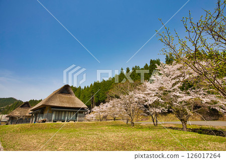 春天來到永恆浪漫的森林 126017264