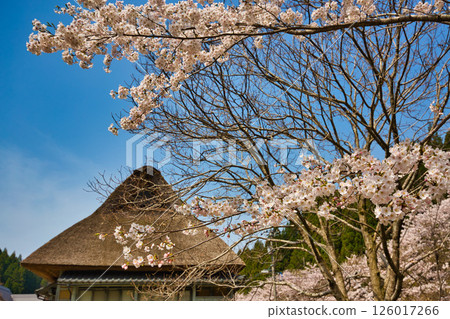 春天來到永恆浪漫的森林 126017266