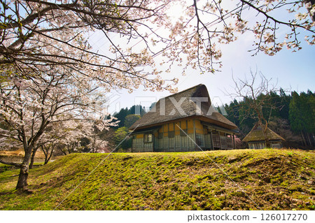 春天來到永恆浪漫的森林 春天來到永恆浪漫的森林 126017270