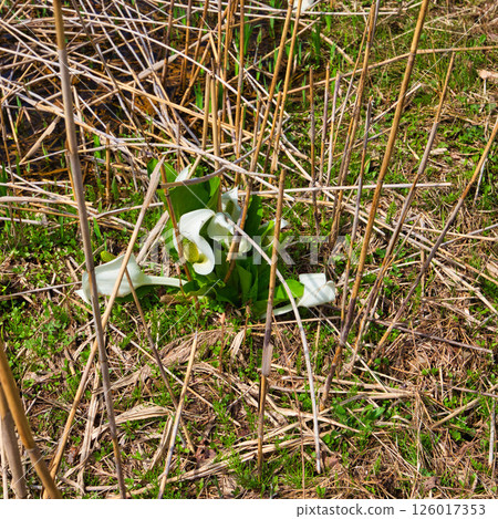 春天來到永恆浪漫的森林 126017353