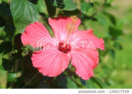 芙蓉（沖繩縣宇流麻市） 126017539