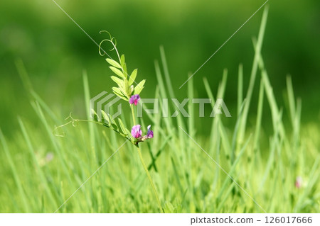 Tottori Four Seasons Walk Spring Flower 126017666