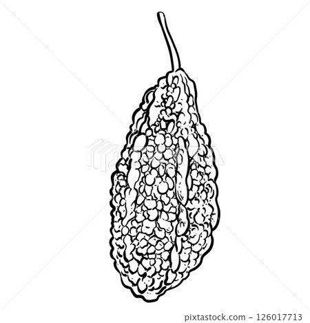 black outline bitter gourd drawing 126017713