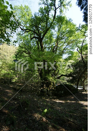 Tottori Seasonal Walks Spring Katsura Tree Tottori Seasonal Walks Spring Katsura Tree 126017770