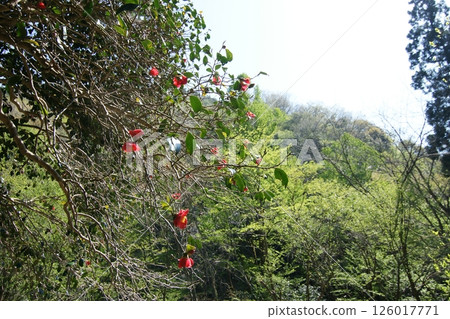 Tottori Seasonal Walks Spring Katsura Tree Tottori Seasonal Walks Spring Katsura Tree 126017771