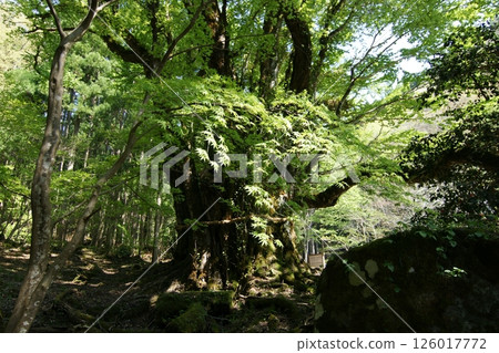 Tottori Seasonal Walks Spring Katsura Tree 126017772