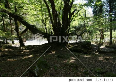 Tottori Seasonal Walks Spring Katsura Tree 126017774