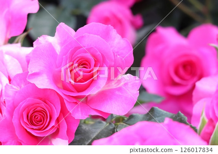 Close-up of a bright pink rose (Rose Urara) Close-up of a bright pink rose (Rose Urara) 126017834