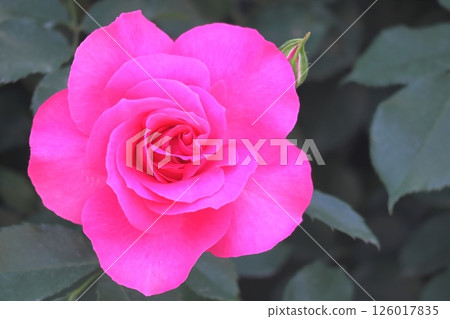 Close-up of a bright pink rose (Rose Urara) 126017835