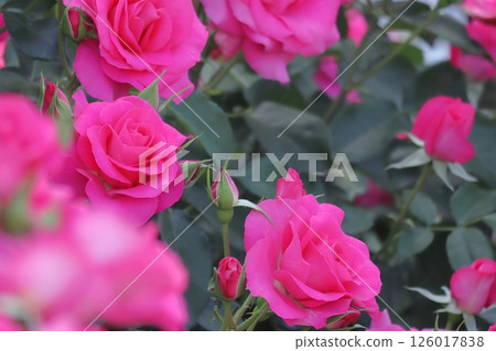 一朵亮粉色玫瑰的特寫（Rose Urara） 126017838