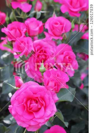 Lots of bright pink rose flowers in full bloom (Rose Urara) vertical Lots of bright pink rose flowers in full bloom (Rose Urara) vertical 126017839