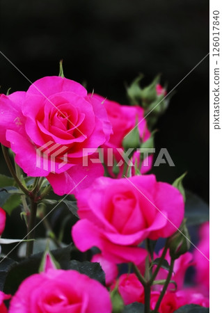 Close-up of a bright pink rose flower (Rose Urara) vertical 126017840