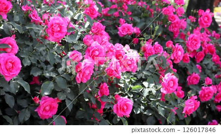 Lots of bright pink roses in full bloom (Rose Urara) 126017846