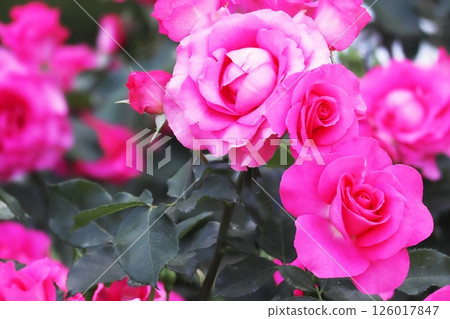 Close-up of a bright pink rose (Rose Urara) 126017847