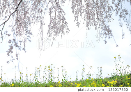 Nanohana和盛開的櫻花樹 126017860