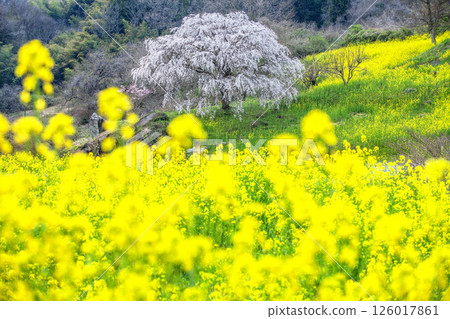 Nanohana和盛開的櫻花樹 126017861