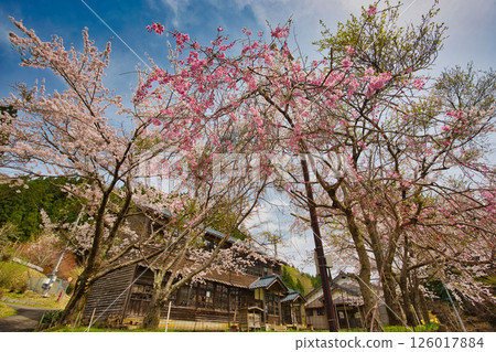 春天來到寂靜的廢棄校舍 春天來到寂靜的廢棄校舍 126017884