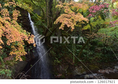 Yugawara Town Manyo Park Yugawara Soyugawa Road Waterfall and Autumn Leaves Yugawara Town Manyo Park Yugawara Soyugawa Road Waterfall and Autumn Leaves 126017921
