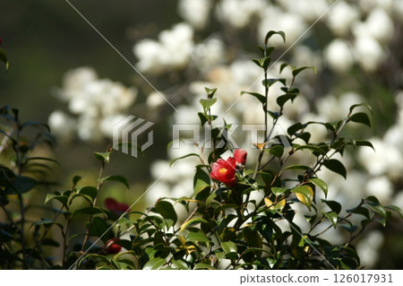 鳥取縣 - 四季漫步 - 春天 - 櫻花 - 女兒節 126017931