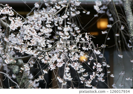 鳥取縣 - 四季漫步 - 春天 - 櫻花 - 女兒節 126017934