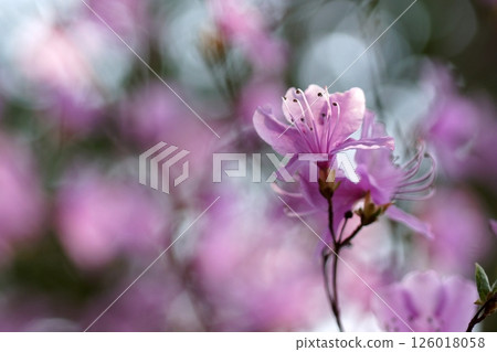 鳥取縣四季散步 春季杜鵑花 126018058