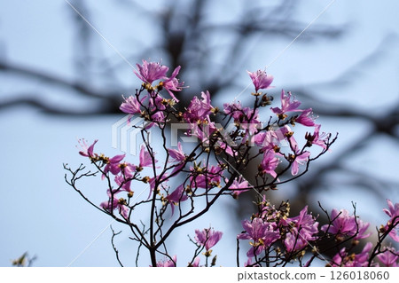 Tottori Seasonal Walks Spring Azalea 126018060