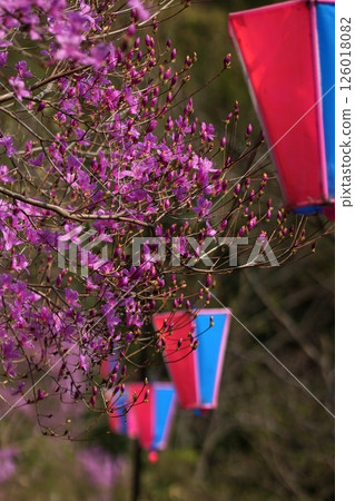 鳥取縣四季散步 春季杜鵑花 鳥取縣四季散步 春季杜鵑花 126018082
